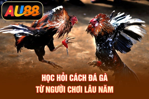 Học hỏi cách đá gà từ người chơi lâu năm