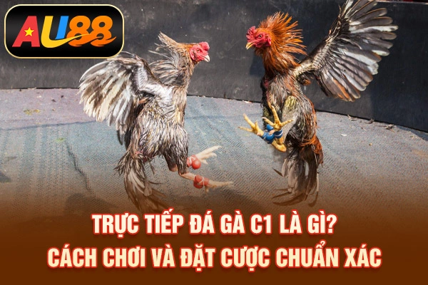 Trực Tiếp Đá Gà C1 Là Gì? Cách Chơi, Đặt Cược